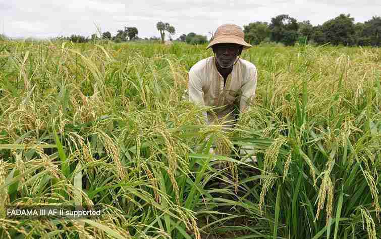 Fadama farming