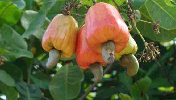 cashew farming in nigeria