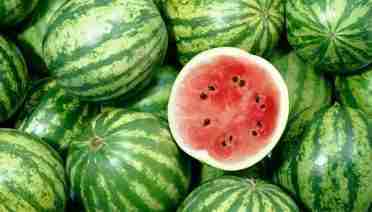 watermelon farming in nigeria